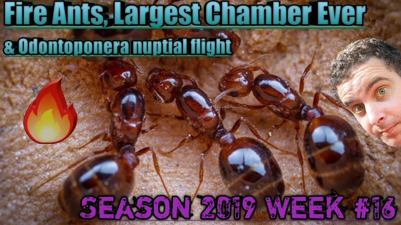 Red Fire Ants, Largest Founding Chamber Ever! | Season 2019 Week #16 Update