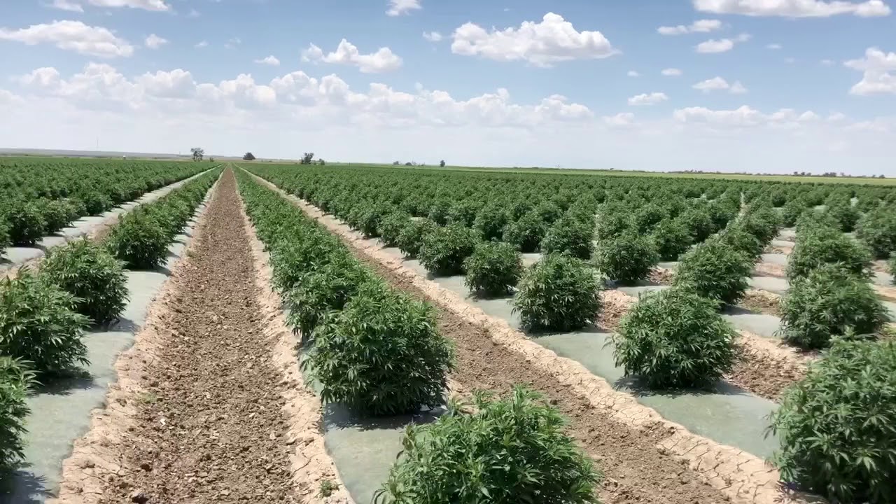 MrNice CBDcrew 2018 Colorado Hemp Grow July 10th  Mr Nice CBD Crew ANU A New You