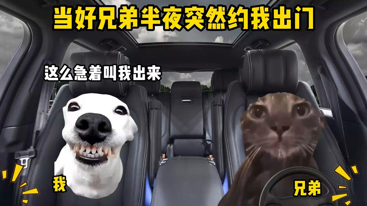 当好兄弟半夜突然约我出门 #猫meme#歌曲只怪命运弄人 #只怪命运弄人