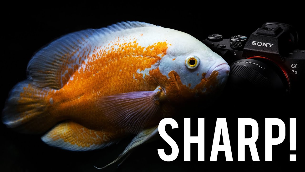 You Need to Learn How to Take Photos of Your Fish - Professional Fish Photographer