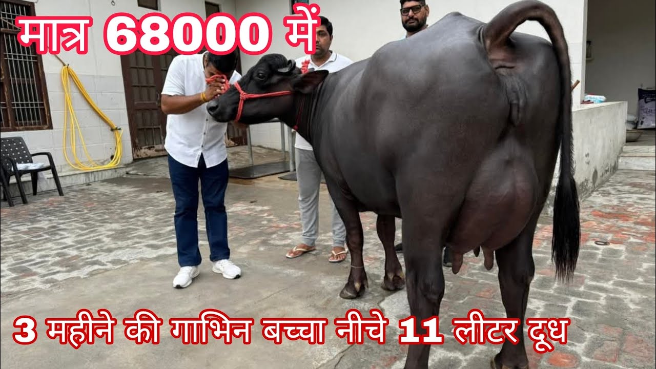 3 महीने की गाभिन 5 लीटर दूध बच्चा नीचे रामपुर उत्तर प्रदेश जा रही है मुर्रा भैंस