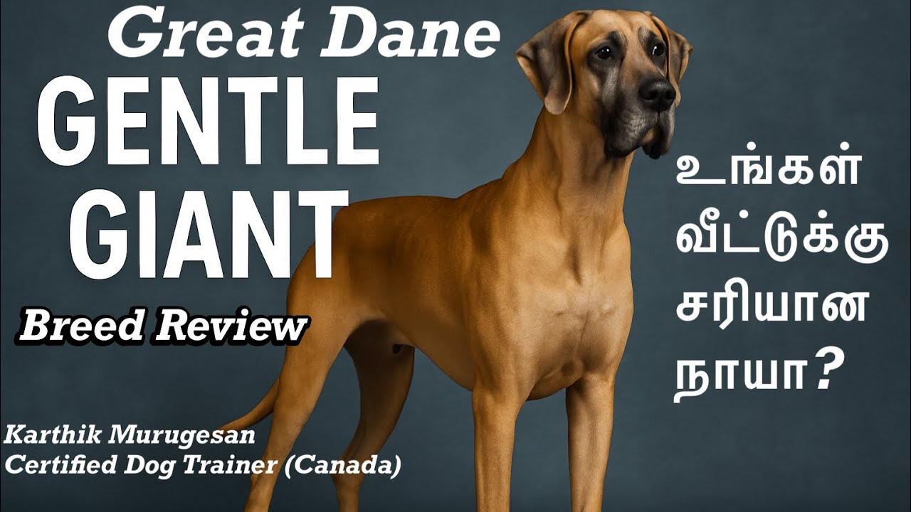 Great Dane நாய் – கம்பீரமான தோற்றமும், பாசமுள்ள இதயமும்! Breed Profile in Tamil