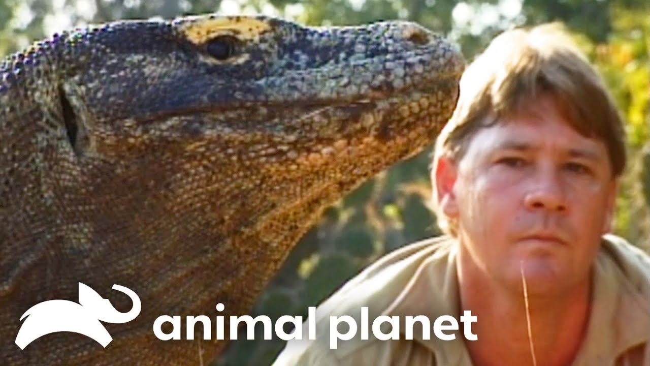 Steve's Favorite Wild Creatures of SEASON 3 | The Crocodile Hunter | Animal Planet