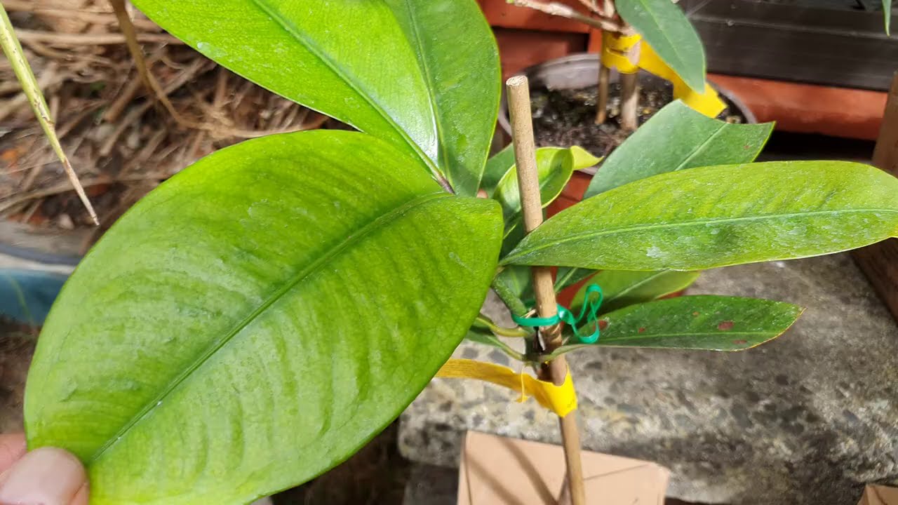 Exciting Daleys Tropicals - Ft.  Purple Mangosteen