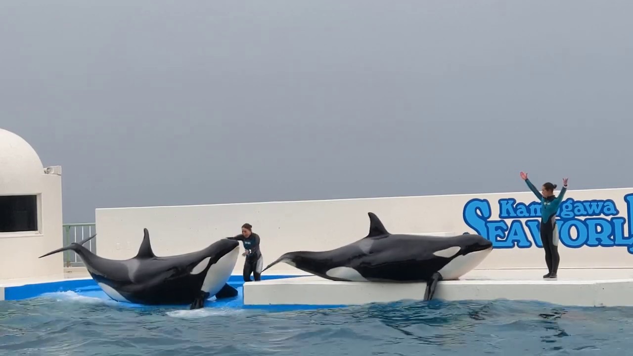 【日本鴨川海洋世界】海洋霸主虎鯨群表演秀｜Kamogawa Seaworld