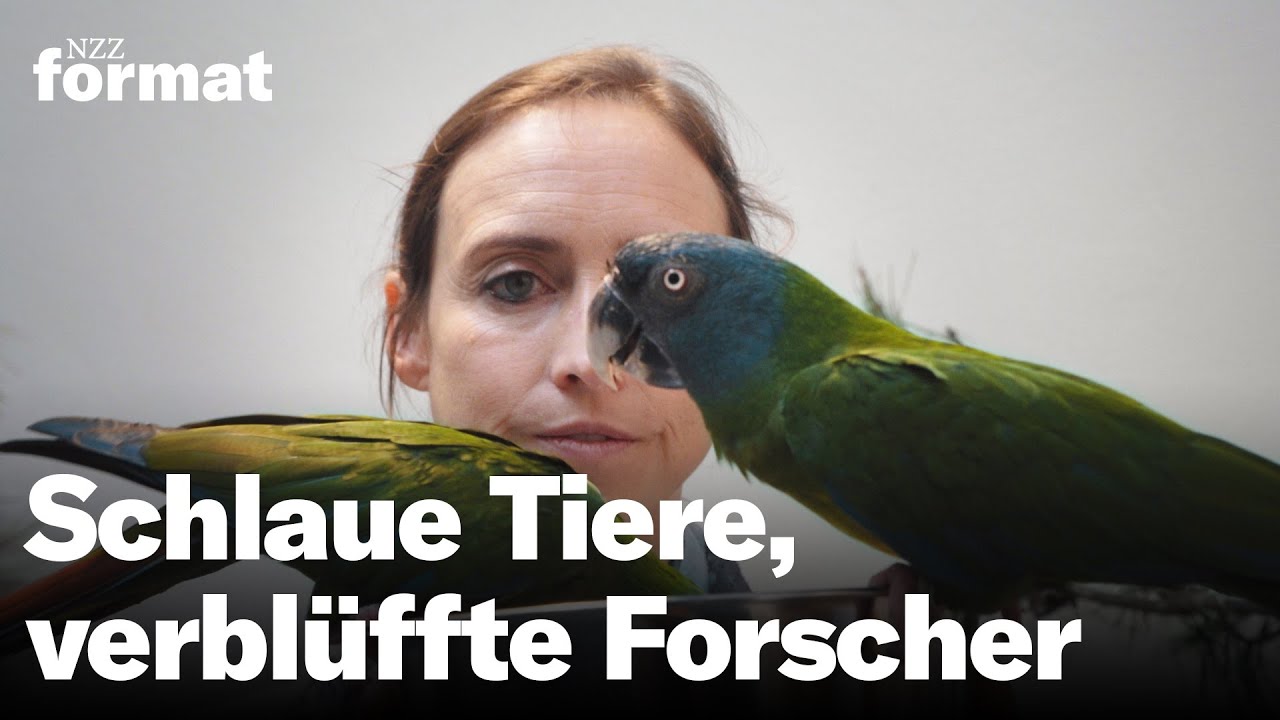 Doku: Tierische Intelligenz als Vorbild f&uuml;r KI