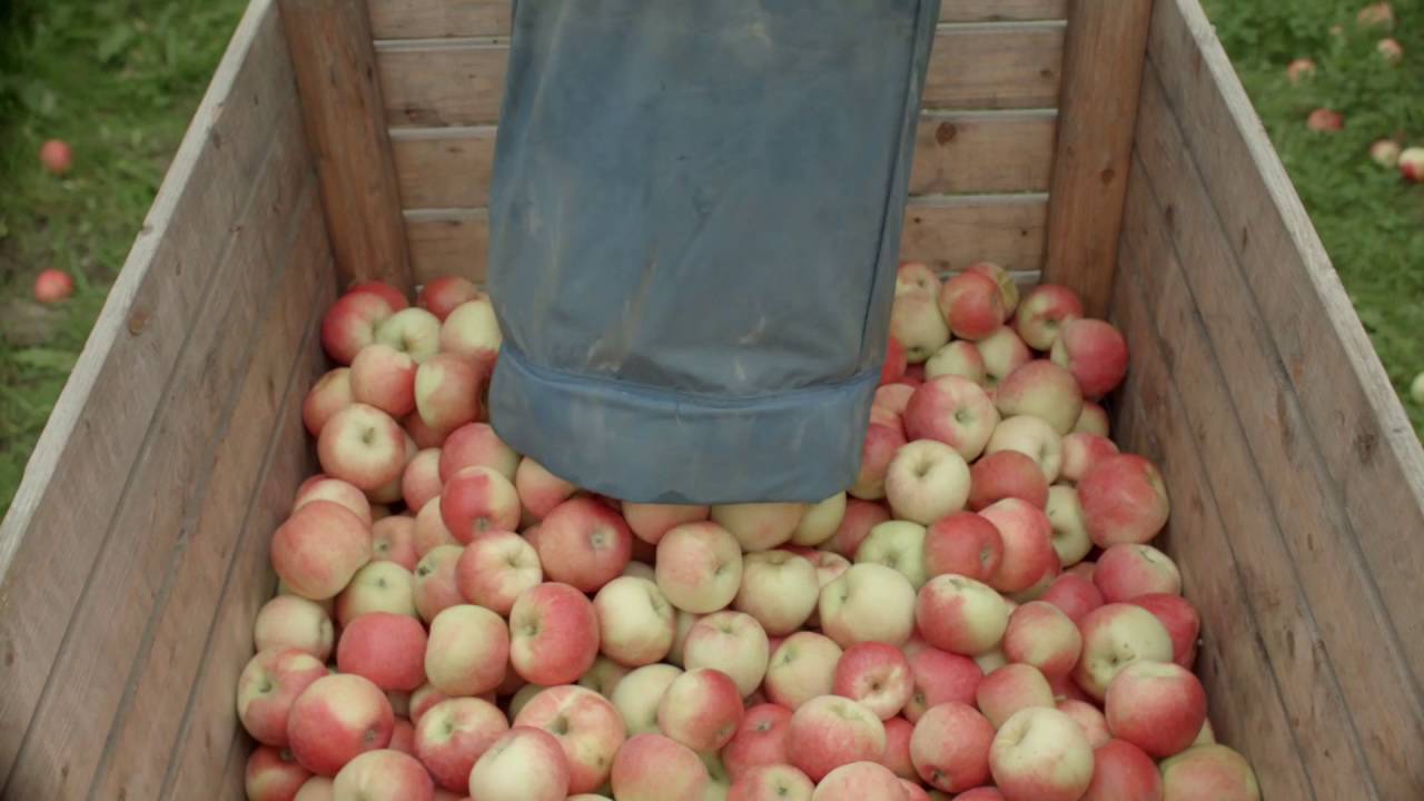 Epler - Fra jord til bord