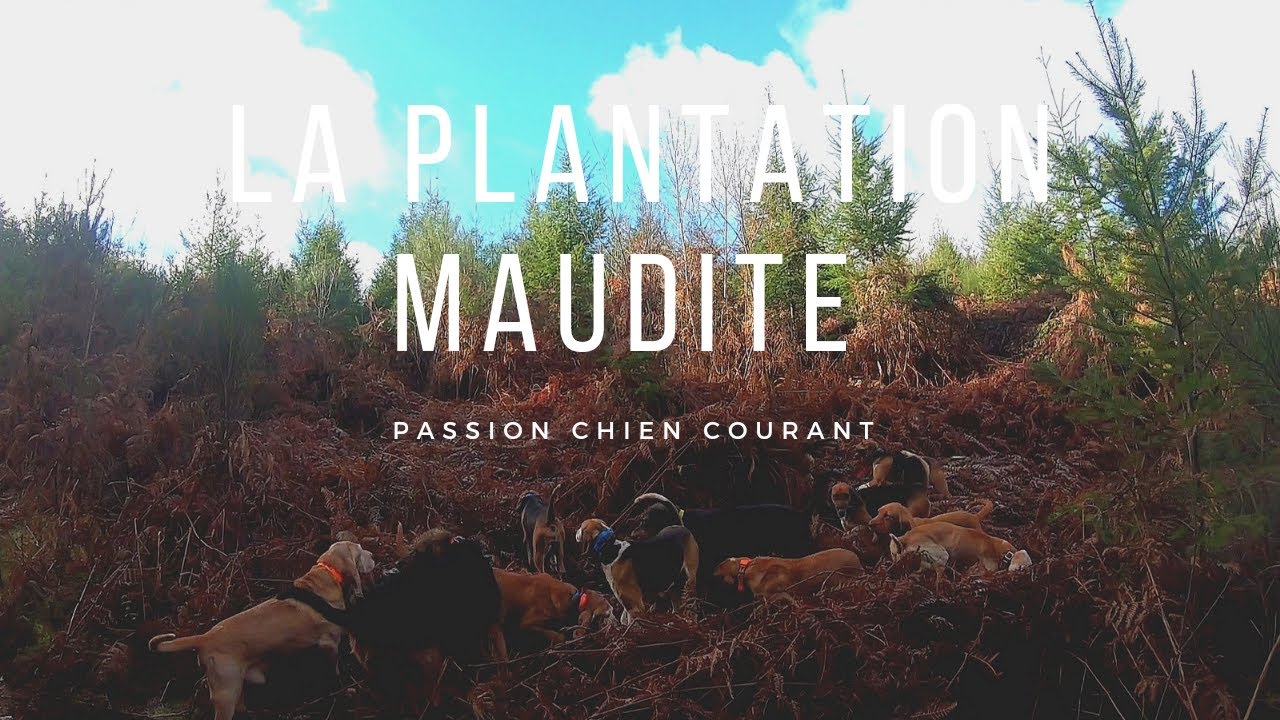 Chasse aux sangliers :