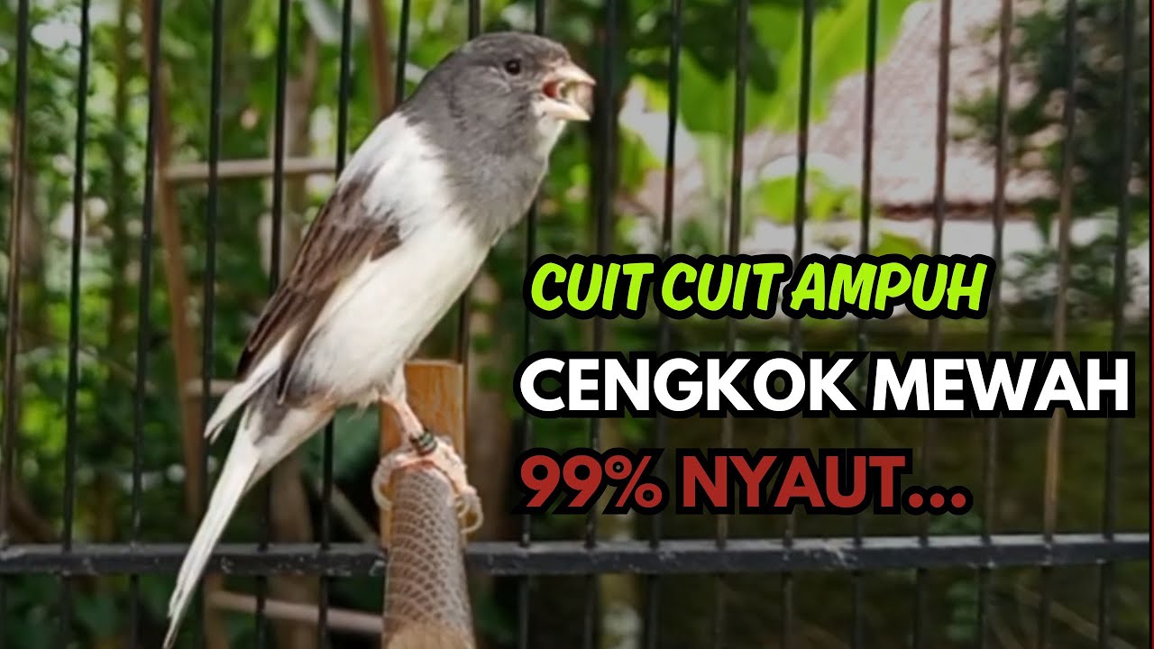 KENARI GACOR  Cuit CUIT BIRAHI SUARA Kenari MASTERAN TERBAIK UNTUK PANCINGAN & MASTERAN Kenari PAUD