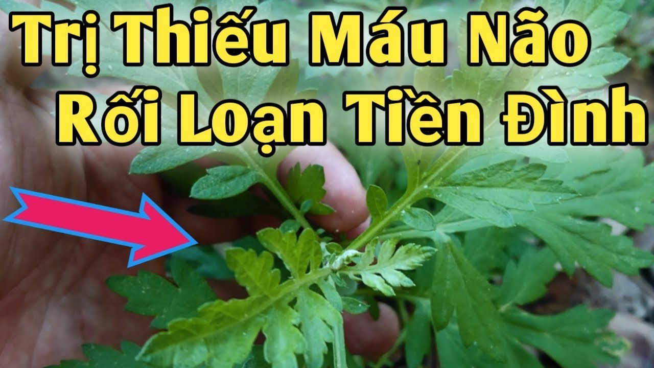 Bài thuốc trị Thiếu máu não, Rối loạn tiền đình, đau nữa đầu. PHAN HẢI channel