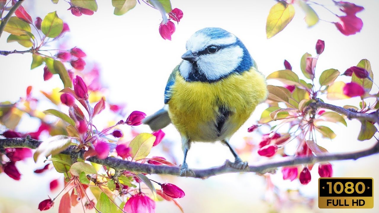 8 MIN of Beautiful Birds HD Nature Relaxation - Relaxing Music with Birds Singing!!