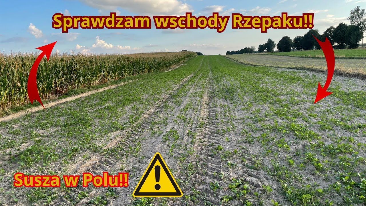 Sprawdzam wschody rzepaku . Pole doświadczalne siew bez orkowy!!