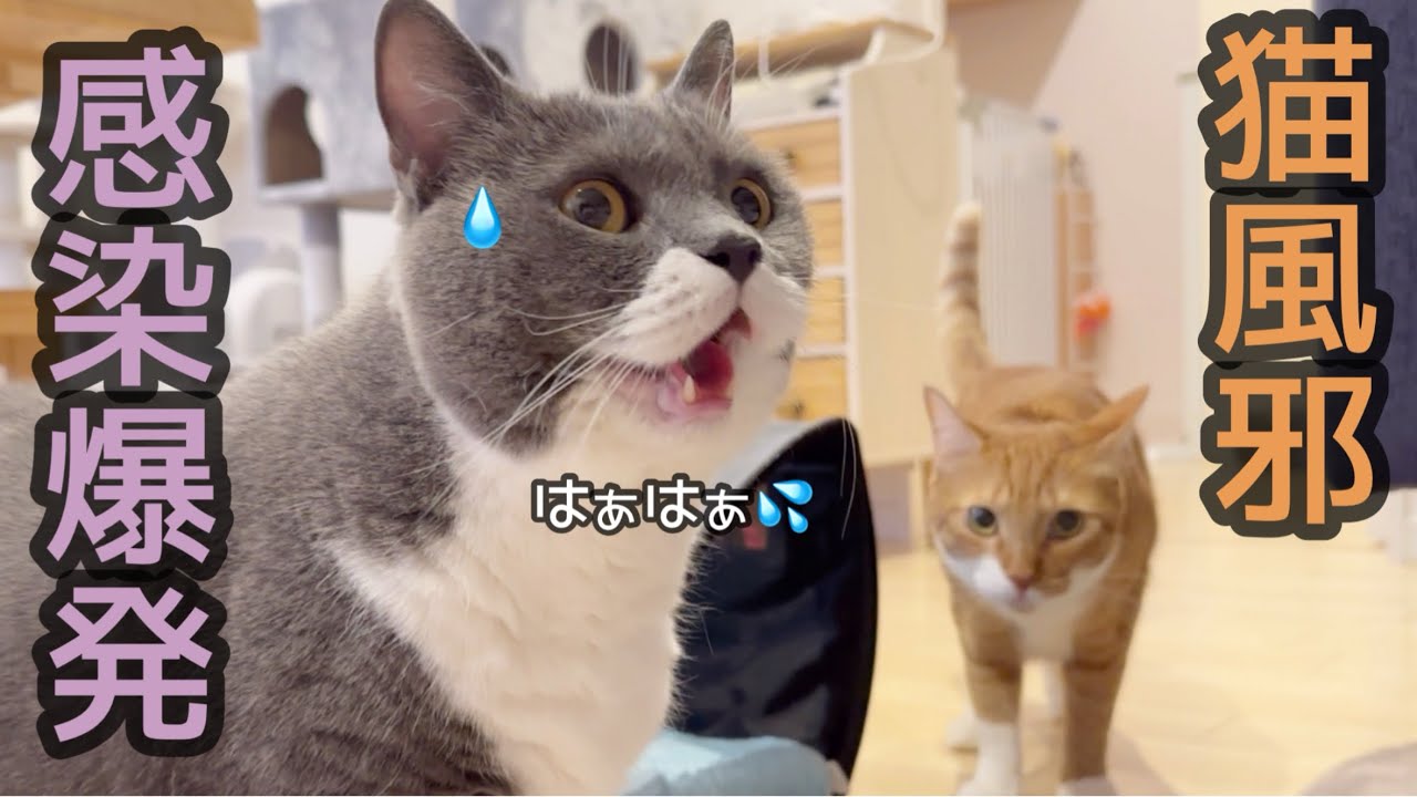 猫風邪が流行って全員に感染！病院代に○○万円かかりました…。