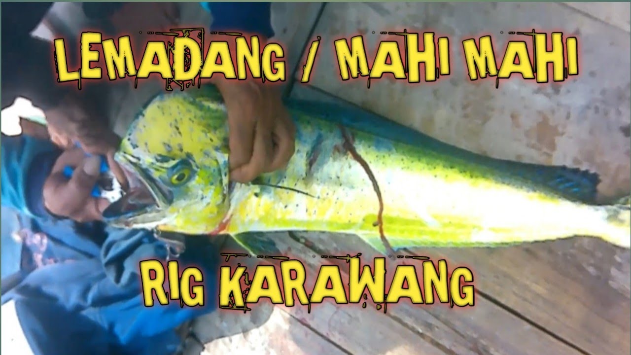 MANCING IKAN LEMADANG/MAHI-MAHI‼️DI RIG ROBOT GRENGSENG KARAWANG‼️TARIKANNYA LUAR BIASA