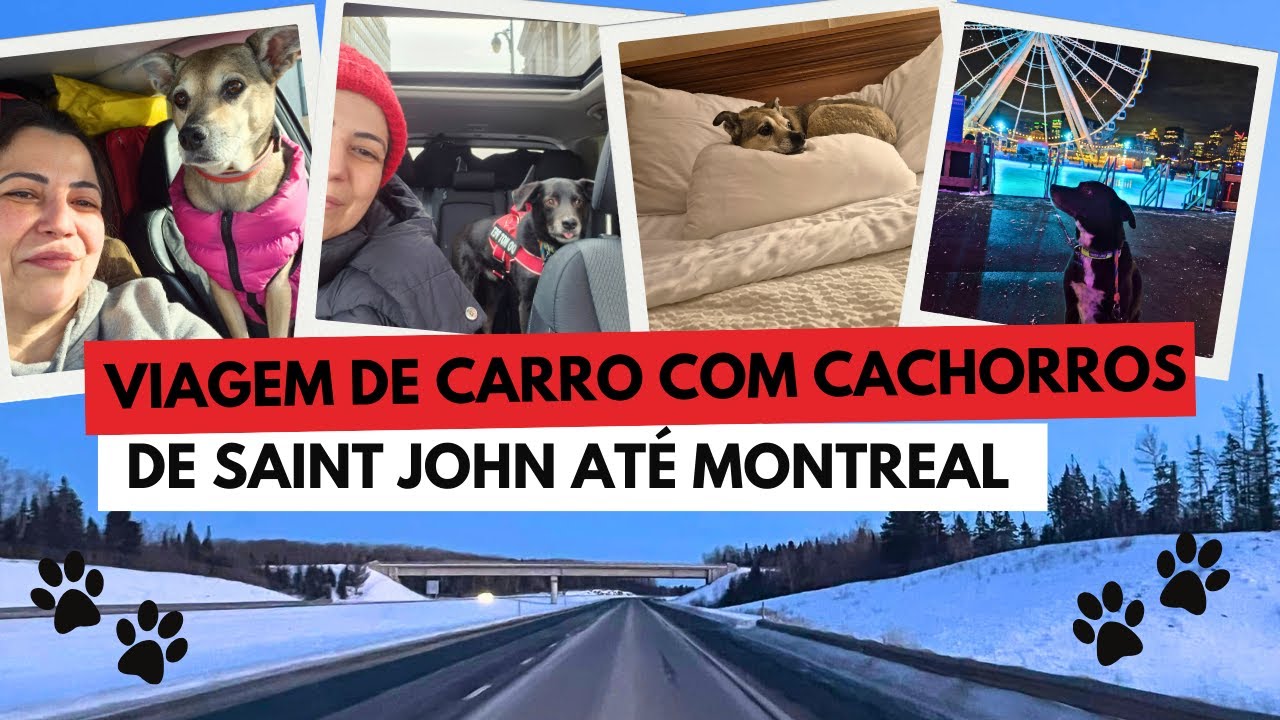 Viajando de carro com cachorros até a Montreal em Quebec de Saint John New Brunswick Canada