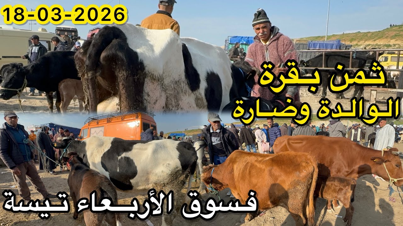 أثمنة بقرة الوالدة وضارة فسوق أربعاء تيسة 18/03/2026