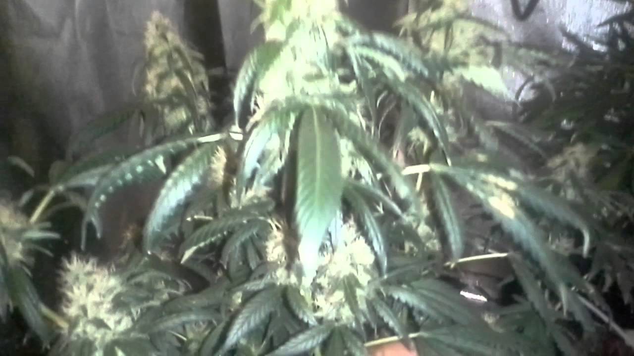 Look at harijuana