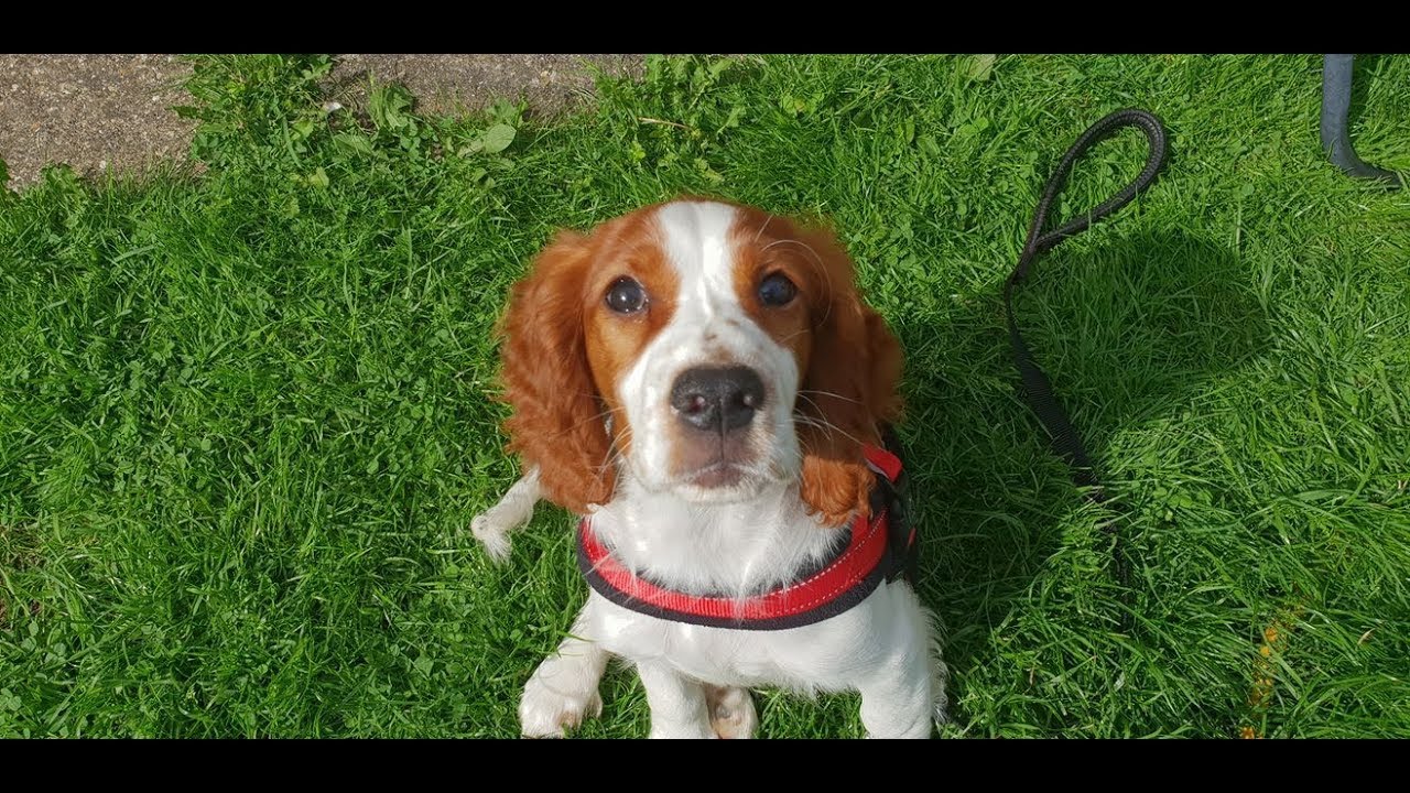 Annie - 14 Week Old Welsh Springer Spaniel Puppy - 4 Weeks Residential Dog Training
