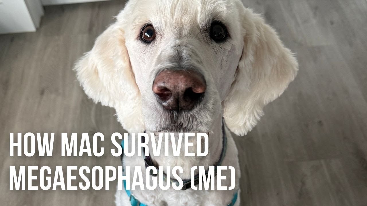 How Mac survived Megaesophagus (ME)  - Part 1