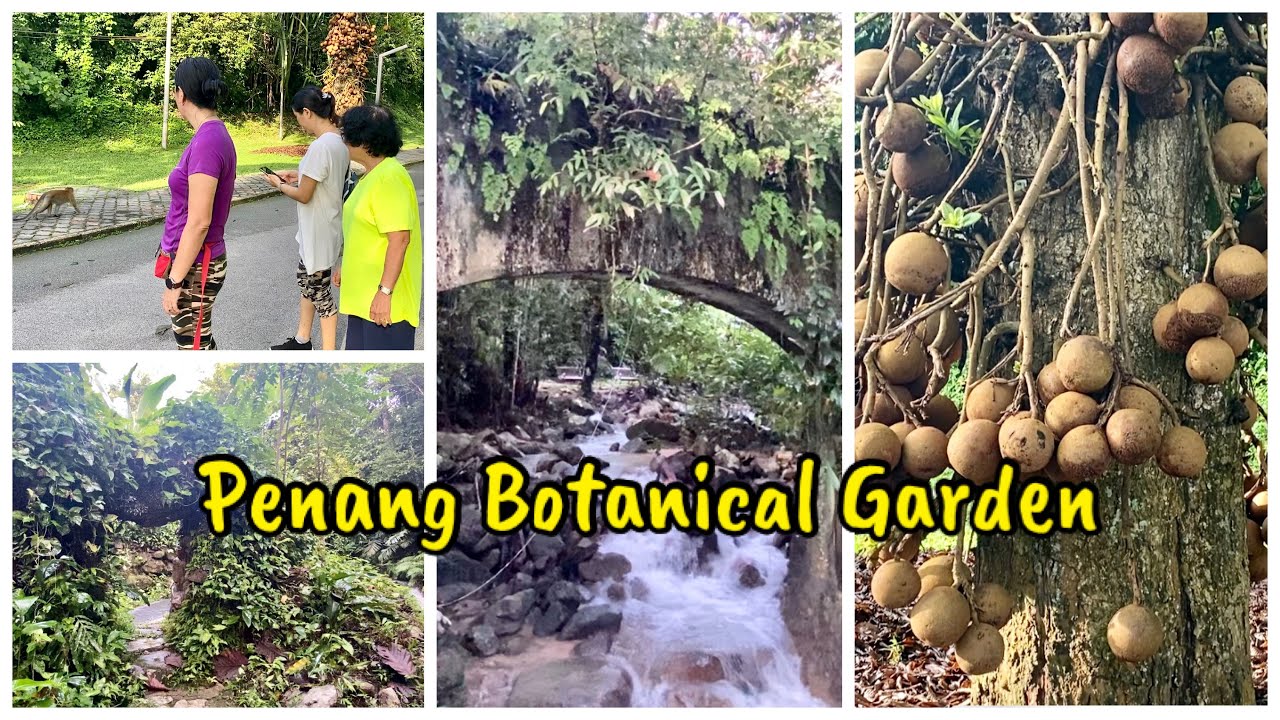 Jalan pagi di Penang botanical garden