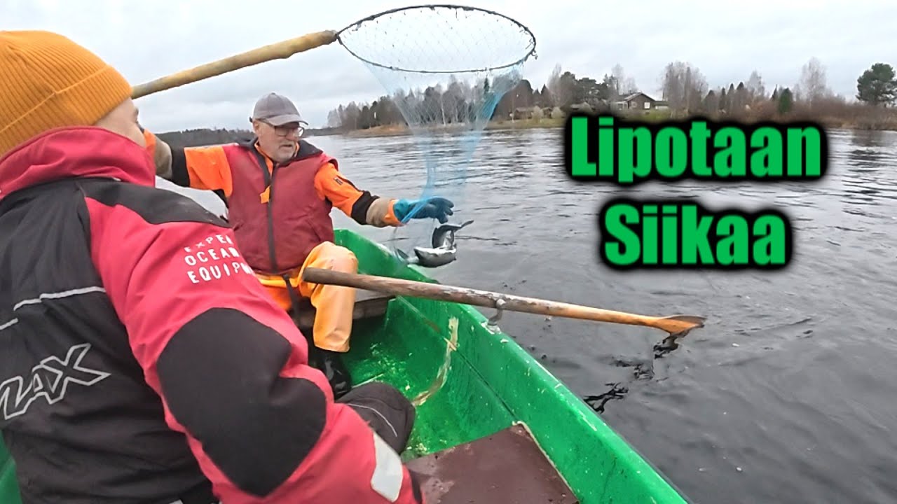 Siian lippoaminen veneestä Iijoella