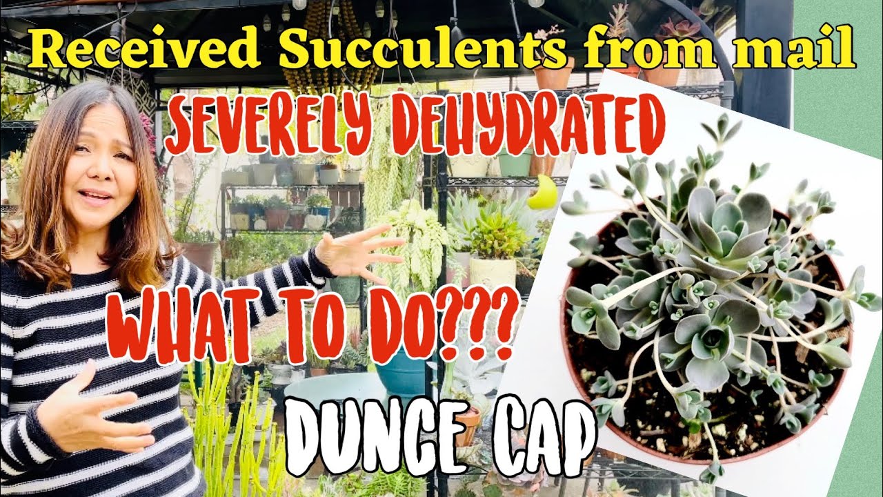 How to Rescue severely dehydrated Succulent Received from the Mail | Rare | Chinese Dunce Cap