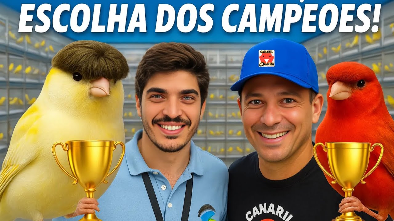 Julgamento dos CANÁRIOS no Campeonato Brasileiro FOB 2025