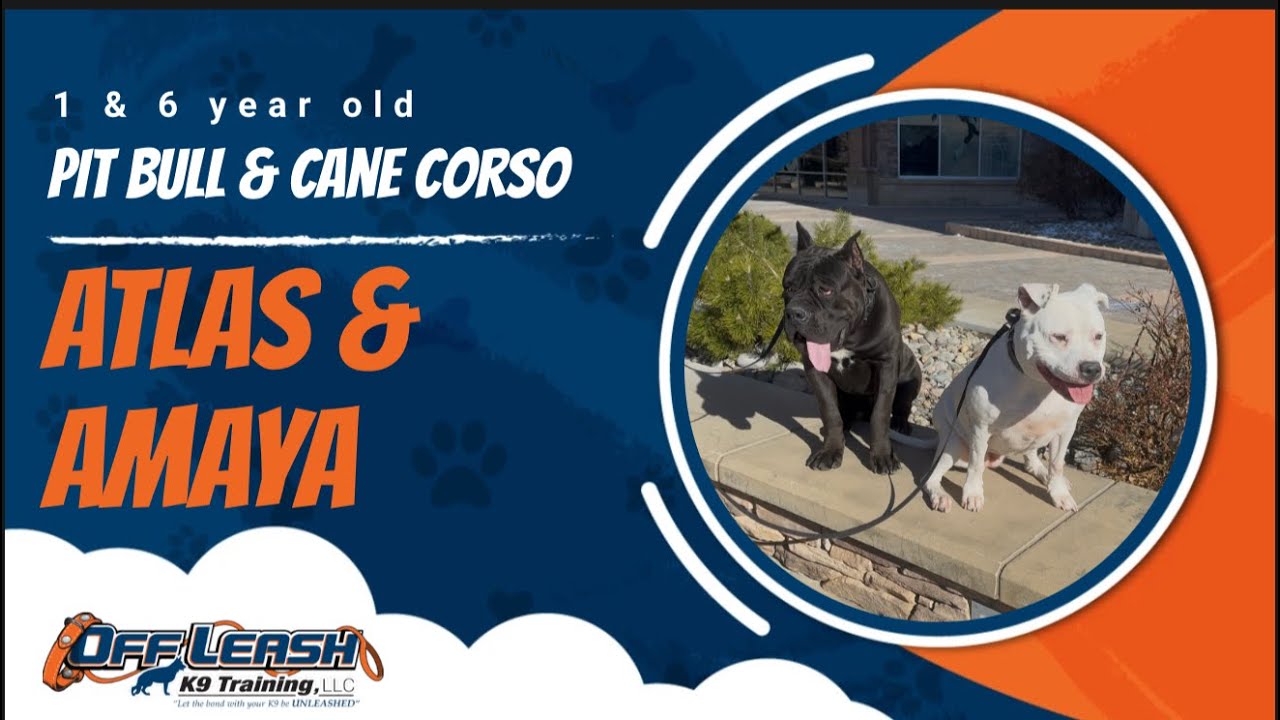 Pit Bull & Cane Corso 🐾Off leash Training | Best Dog Trainer | Reno, NV🐾
