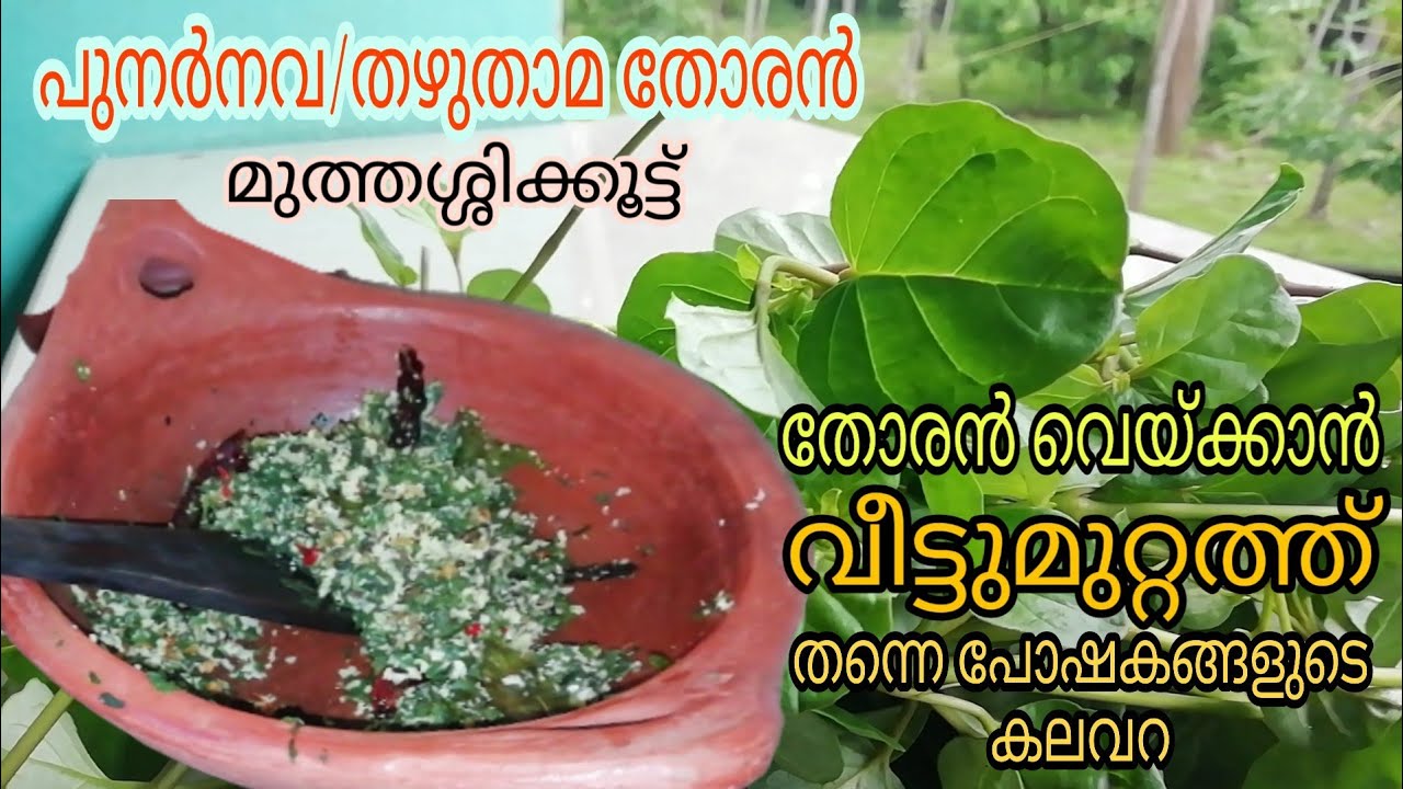 തഴുതാമ ഇല തോരൻ/പുനർനവ മുത്തശ്ശിക്കൂട്ട്/thazhuthama krishi/punarnava health benifits/pathila thoran