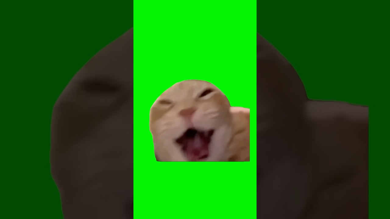 Cat Laughing Meme | Green Screen  #catmeme #catlover #cats #laughing #meme #fyp