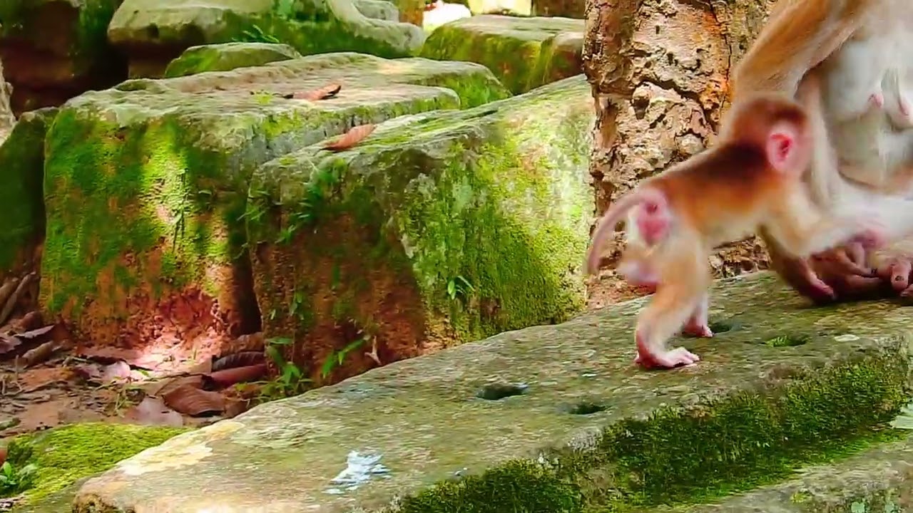 cute baby monkey2023 112