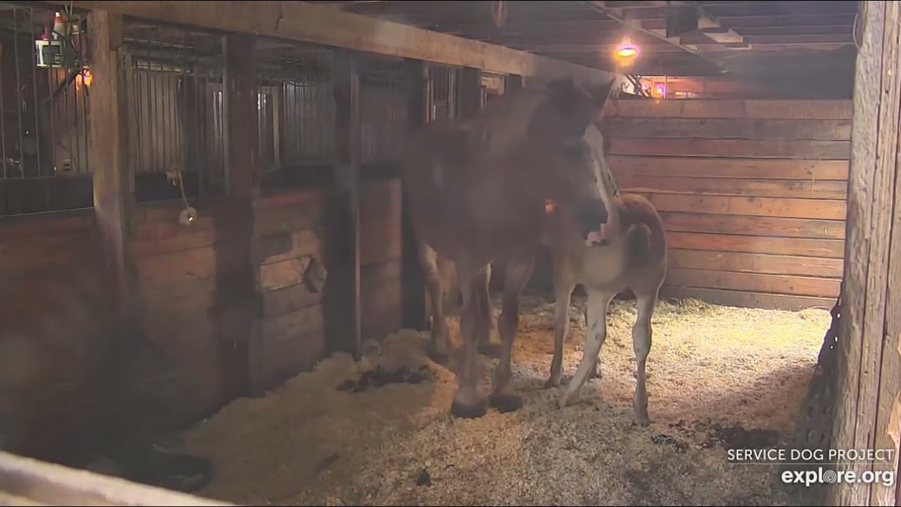 Barn scenes Rosie n Bud grooming each other afternoon 6282022 explore.org