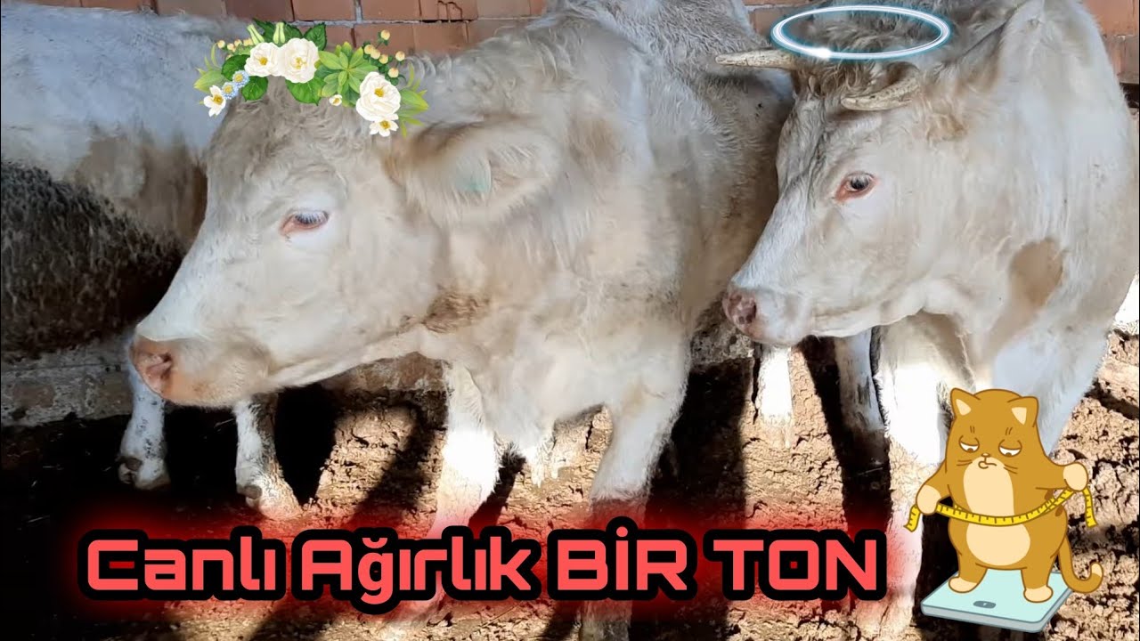 %60 KARKAS AĞIRLIK. ŞAROLE IRKI ÖZELLİK İNCELEMESİ. BESİ ÇİFTLİĞİ YÖNETİMİ.