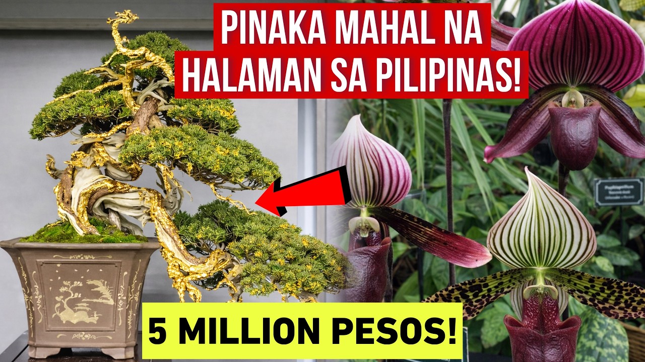 PINAKA MAHAL NA HALAMAN SA BUONG PILIPINAS! 5 MILLION PESOS! MERON BA NITO SA INYONG BAKURAN?