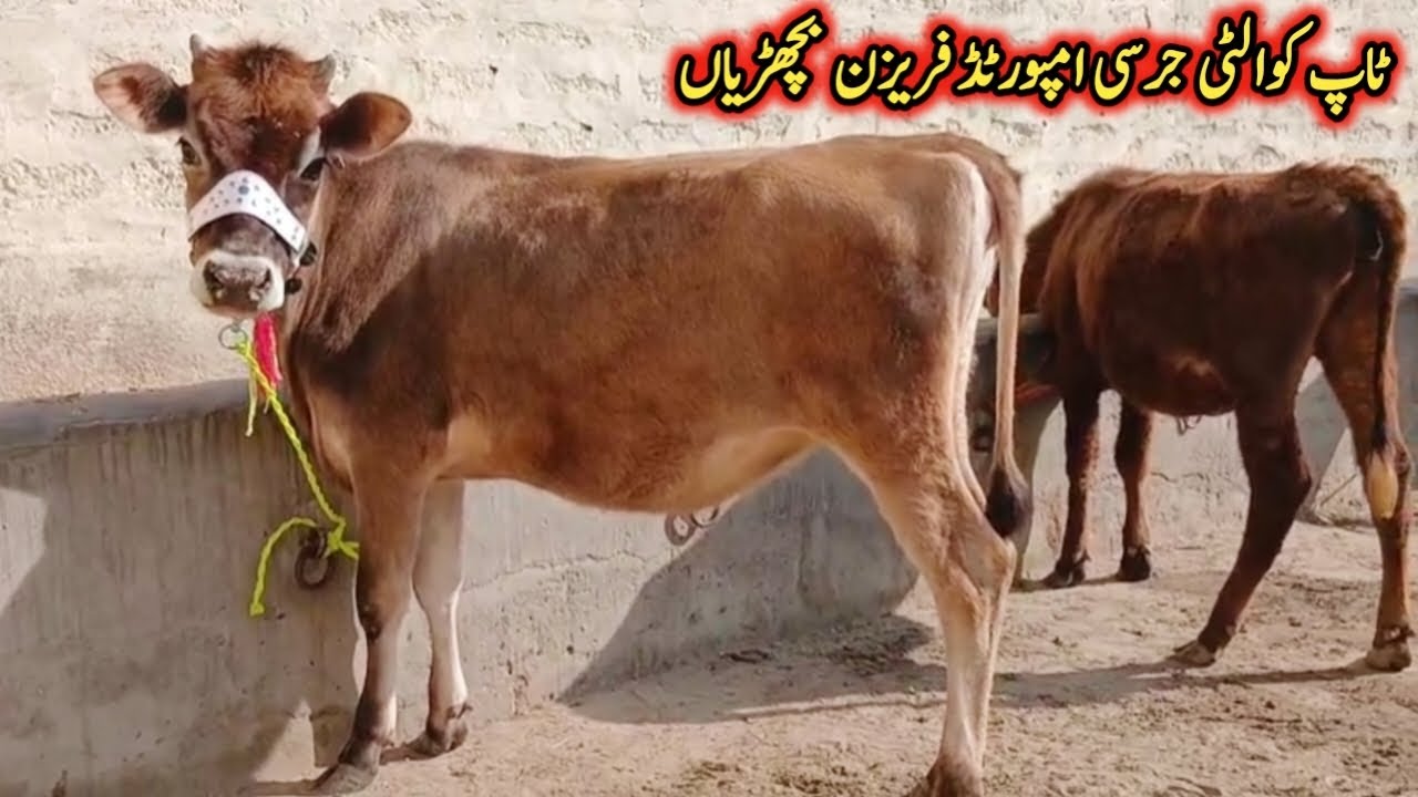 ٹاپ کوالٹی جرسی امپورٹڈ فریزن بچھڑیاں دستیاب لوکیشن گوندل منڈی کارگو سہولت آل پاکستان 