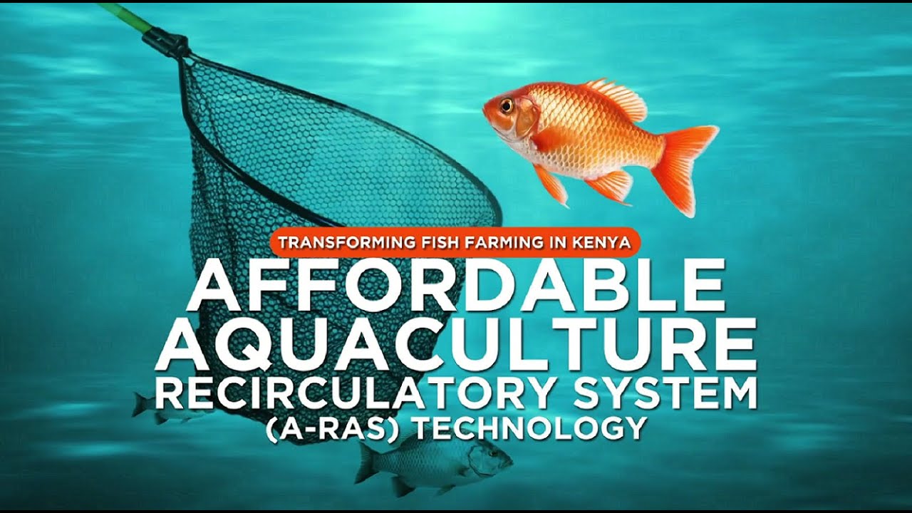 Affordable Aquaculture Recirculatory System Technology Facilitating Sustainable Aquaculture in Kenya