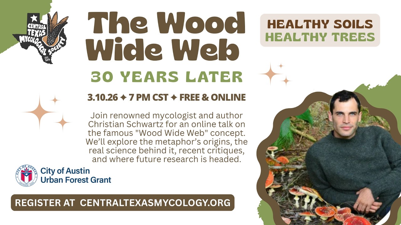 ONLINE: The Wood Wide Web - 30 Years Later with Christian Schwartz