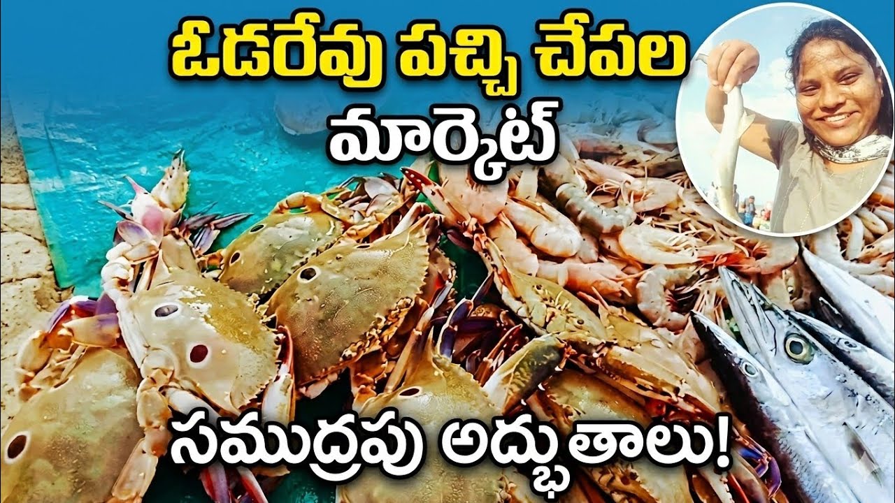 Visiting India's Most Unique Fish Market