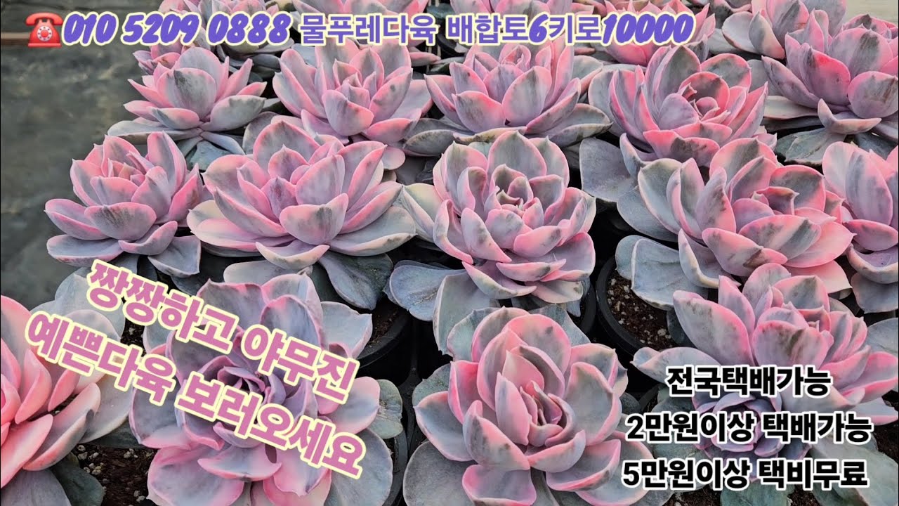 1/11(카드결제가능)날씨가 많이 추워졌어요 감기조심하세요 