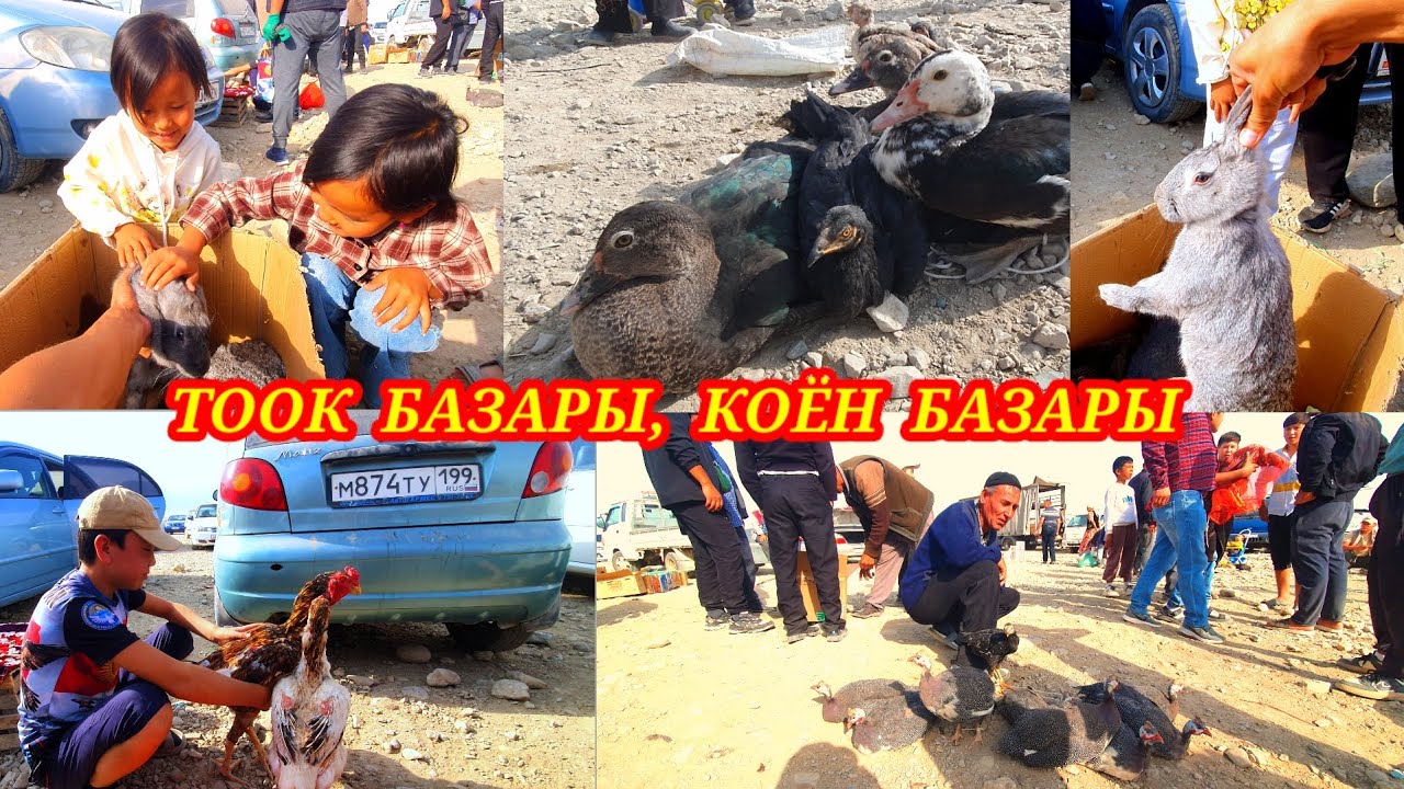 Дакандар, коён, өрдөк, чөжөлөр баалары. Каналга ПОДПИСАТЬСЯ болуп колдоп коюңуздар. #тоок #базар #kg