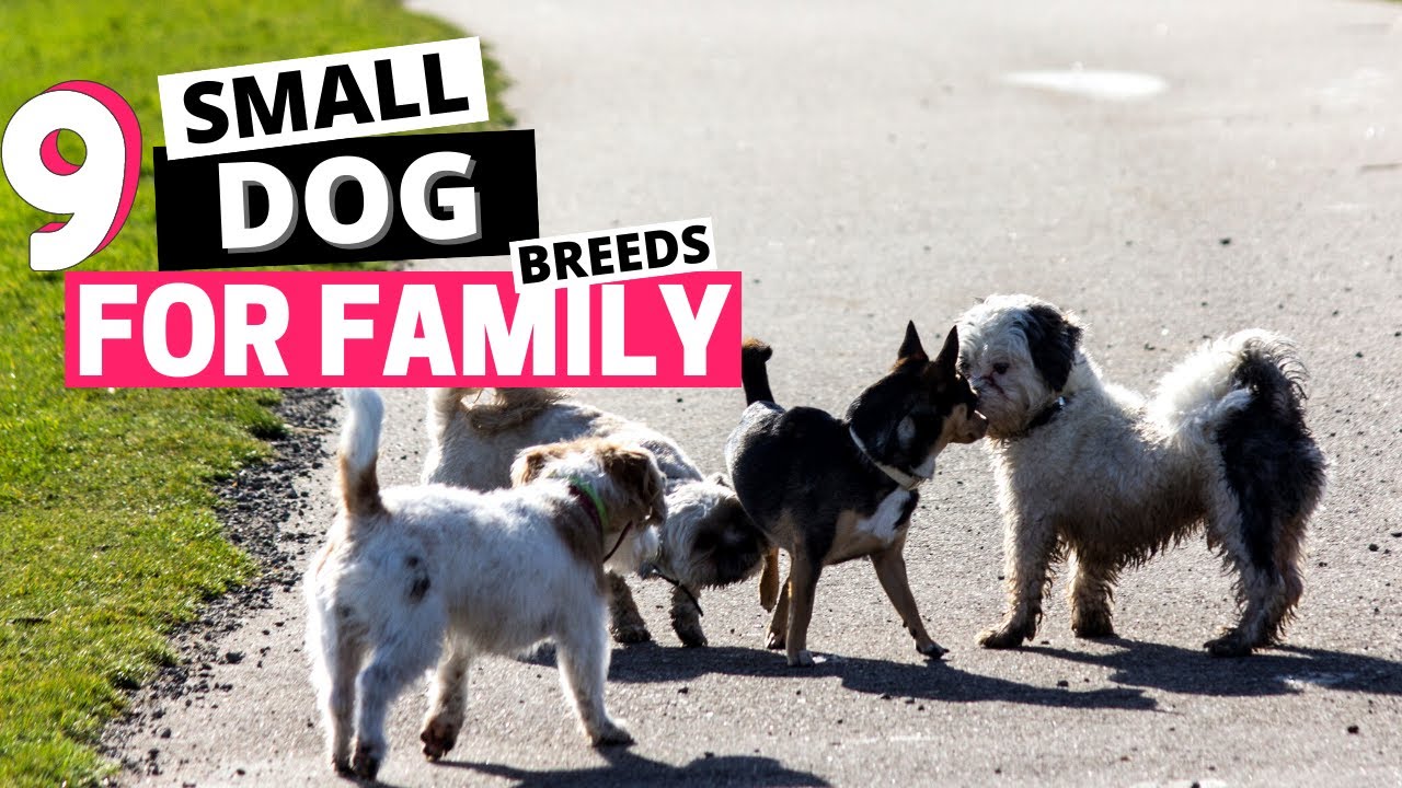 9 Best Small Dog Breeds for Family