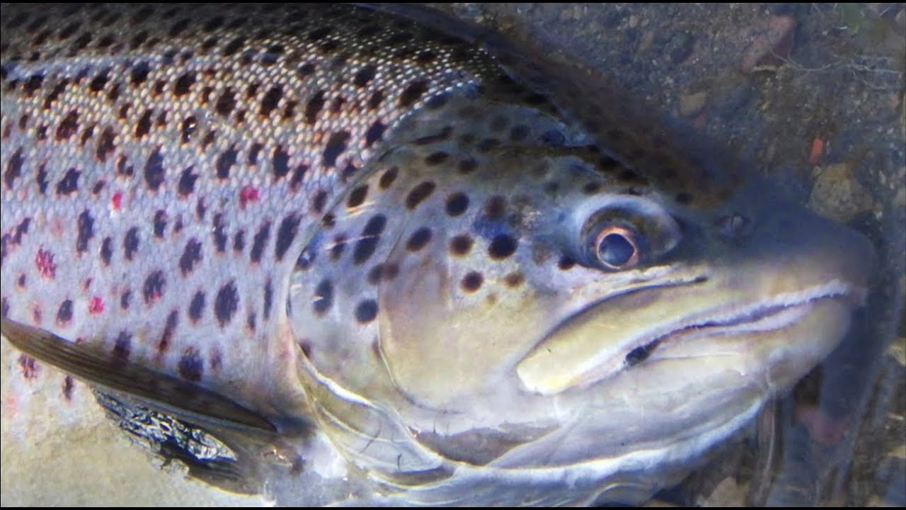 Choisir le coloris des billes pour la pêche en nymphe