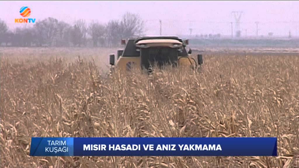 TARIM KUŞAĞI   MISIR HASADI VE ANIZ YAKMA   26 11 2015