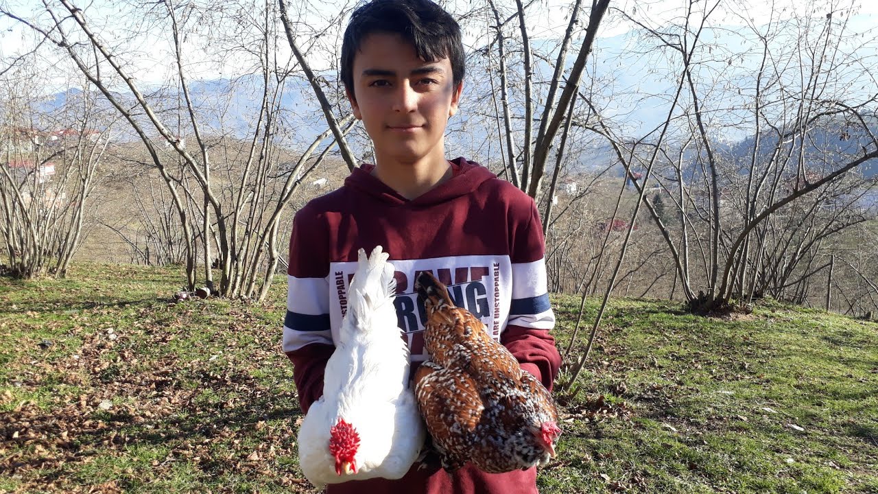 Kuzenin çiftliğindeyiz /İspenç , hint , köy tavuğu , av köpeği ne ararsan var