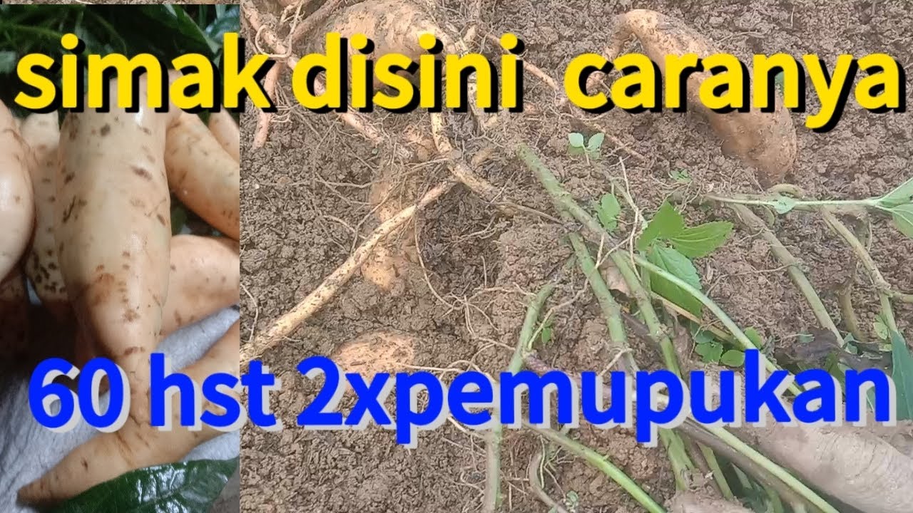 2xpemupukan hasilnya maksimal begini caranya agar ubi cepat besar@petanimuda-d8w