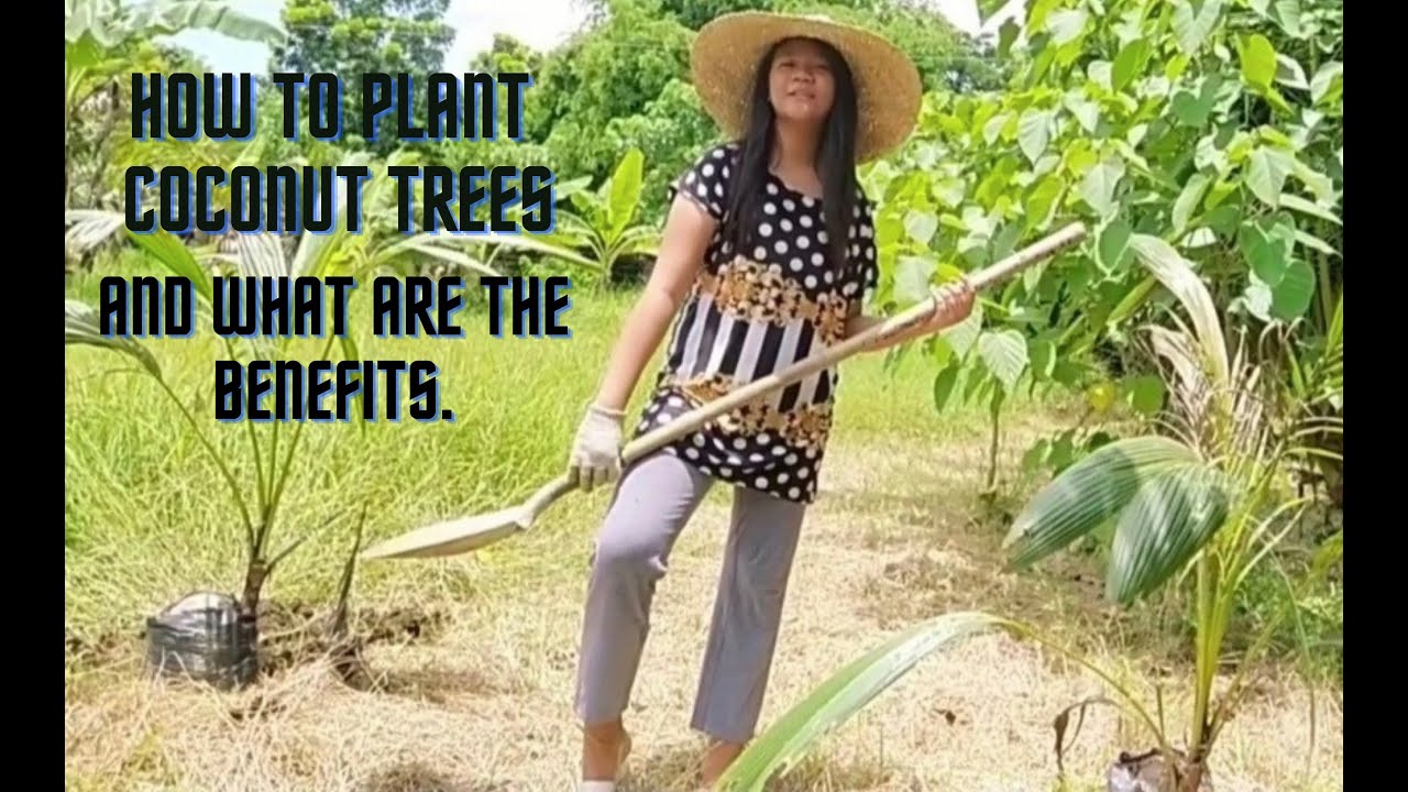 How to plant coconut trees and what are the benefits #Beyoncefraylevlogs #Coconutplanting Cocotrees