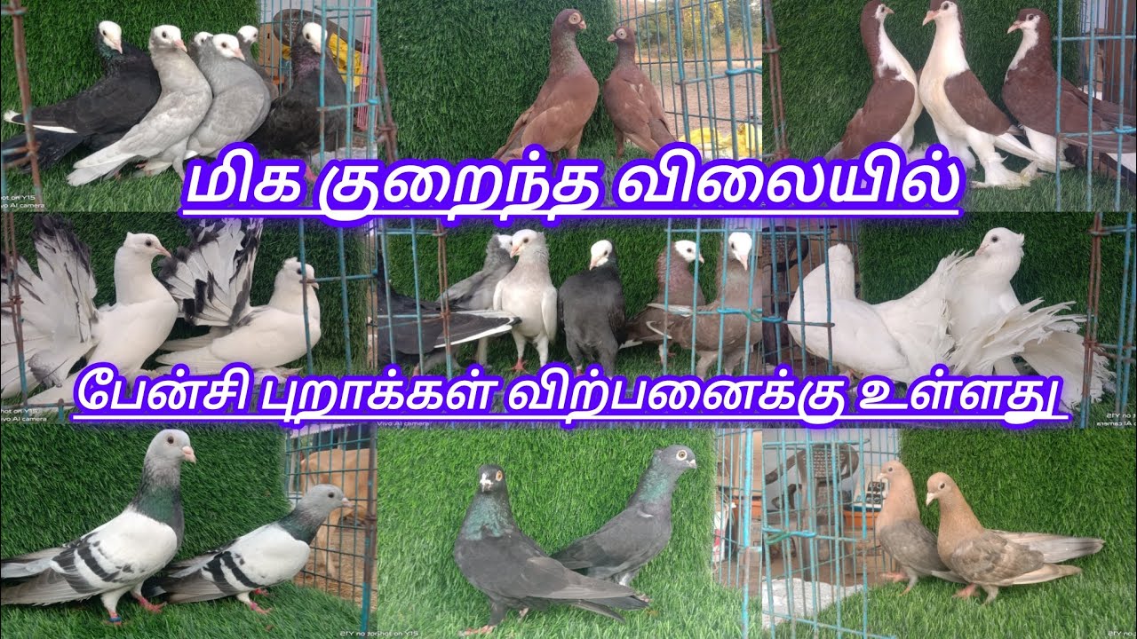 Fancy Pigeon Sales Update Tamil 🕊️