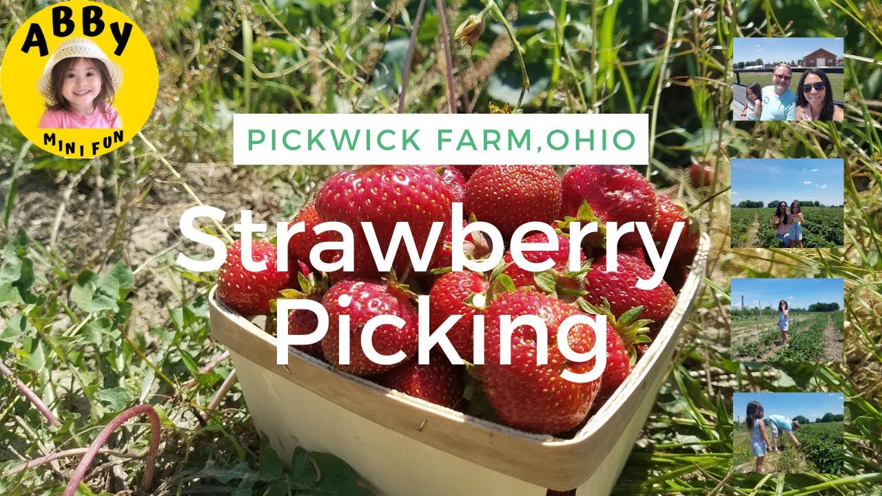 Abby went strawberry picking at Pickwick Farm, Ohio/ Pick Your Own Strawberry