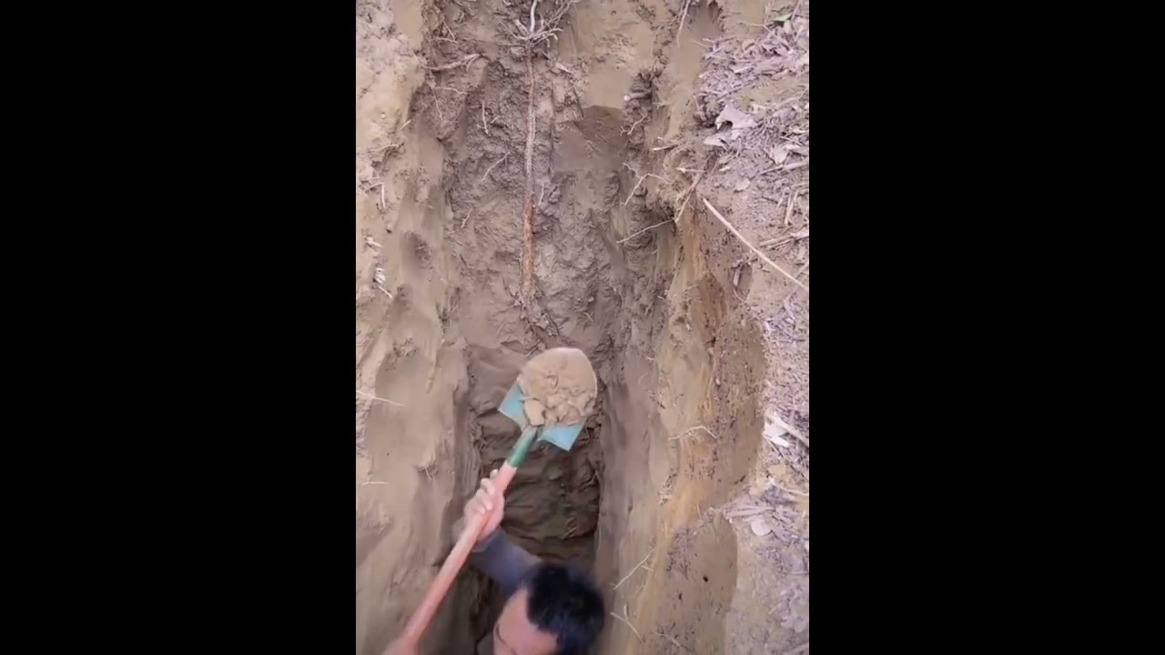 Longest yam harvesting with skilled farmer