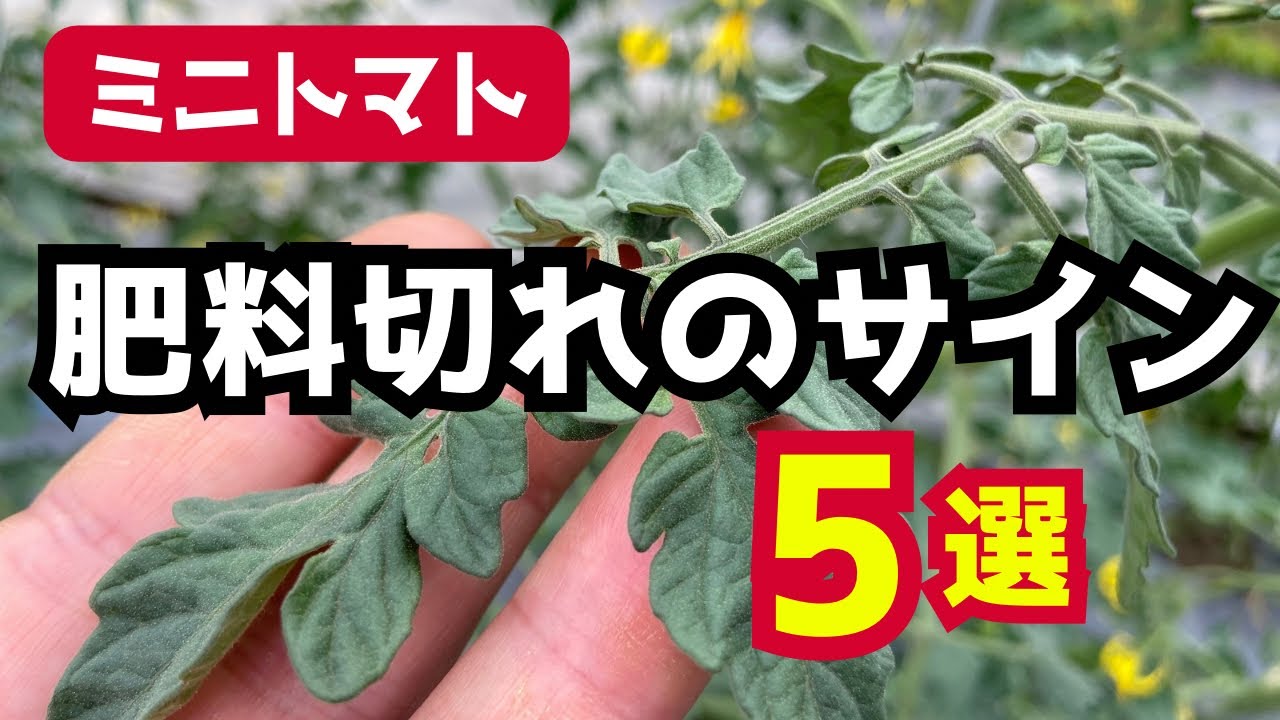 【ミニトマトの育て方】肥料切れのサイン5選